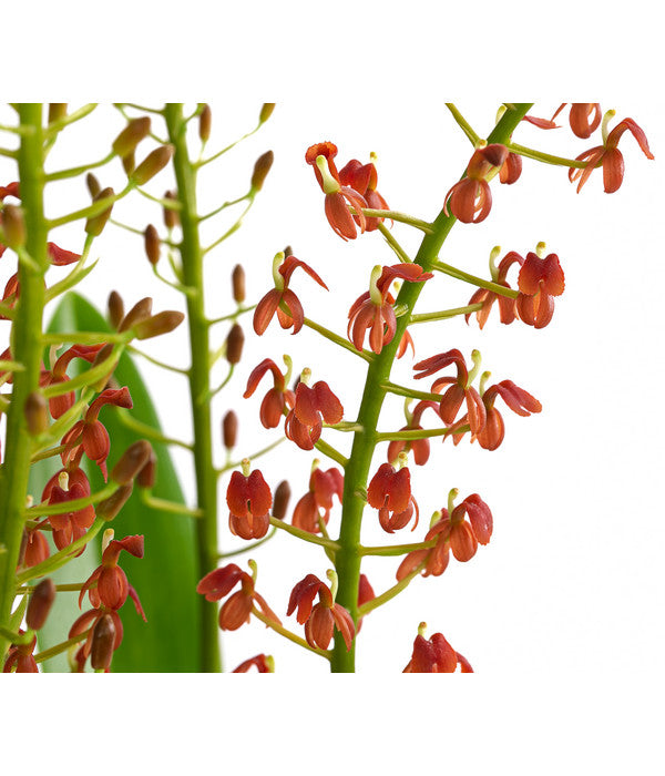  Orchidee - Liparis Latifolia