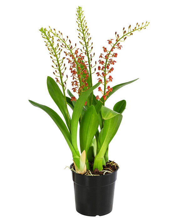  Orchidee - Liparis Latifolia