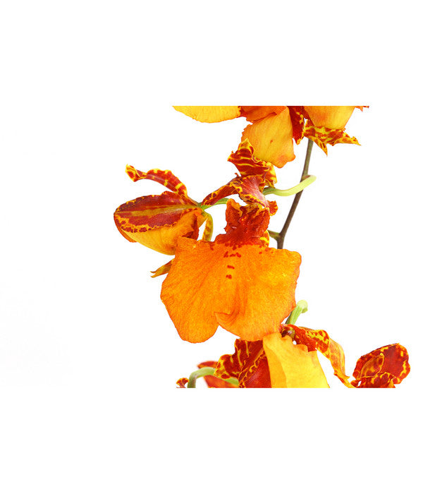  Oncidium-Orchidee - Oncidium Zappi