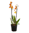  Oncidium-Orchidee - Oncidium Zappi