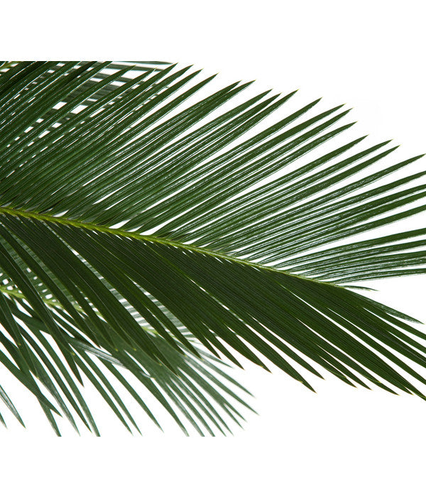  Sagopalmfarn - Cycas Revoluta