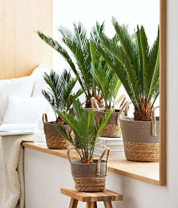  Sagopalmfarn - Cycas Revoluta