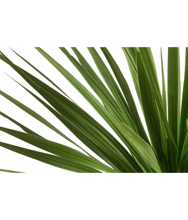  Keulenlilie - Dracaena Indivisa