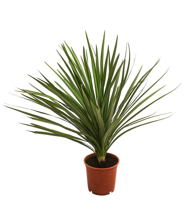  Keulenlilie - Dracaena Indivisa