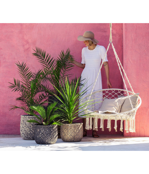  Keulenlilie - Dracaena Indivisa