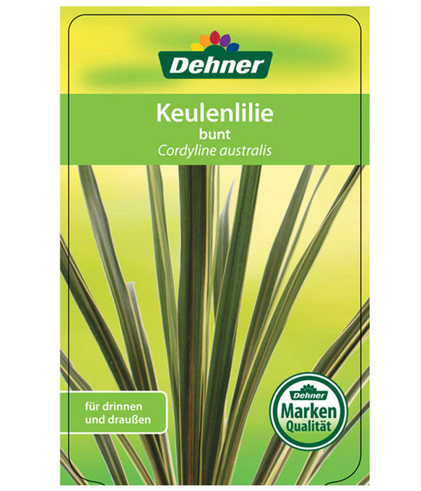  Keulenlilie - Cordyline Australis Variegata