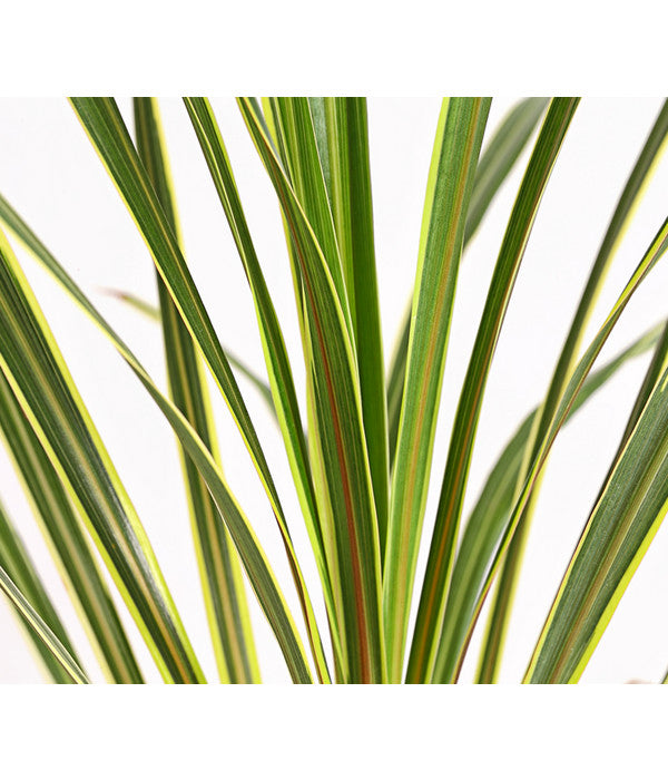  Keulenlilie - Cordyline Australis Variegata