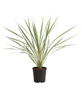  Keulenlilie - Cordyline Australis Variegata
