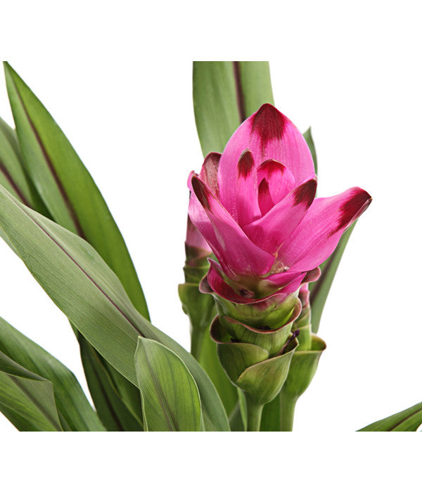  Indische Safranwurz - Curcuma Alismatifolia