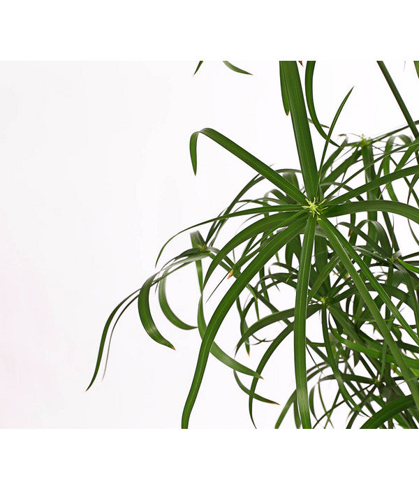 Zypergras - Cyperus Glaber
