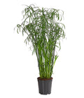  Zypergras - Cyperus Glaber