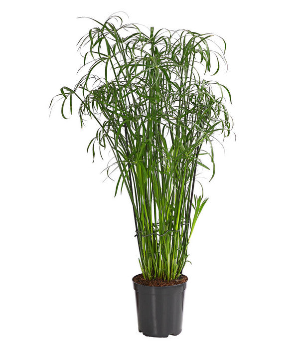  Zypergras - Cyperus Glaber