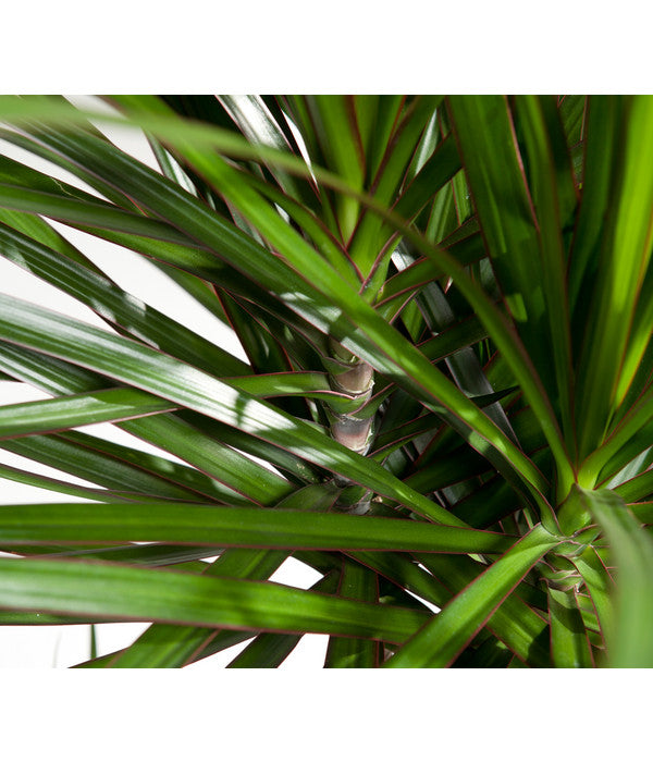  Drachenbaum - Dracaena Marginata