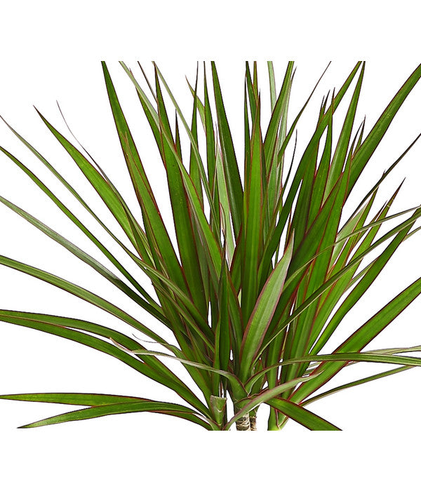  Drachenbaum - Dracaena Marginata