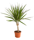  Drachenbaum - Dracaena Marginata