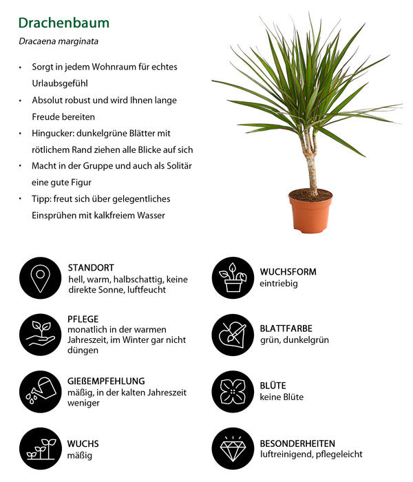  Drachenbaum - Dracaena Marginata