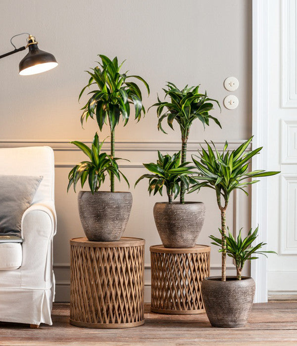  Drachenbaum - Dracaena Deremensis 'Dorado'