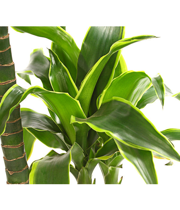  Drachenbaum - Dracaena Deremensis 'Dorado'