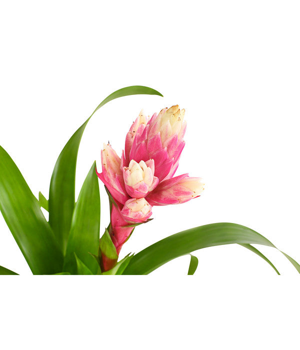  Guzmanie - Guzmania 'Candy'