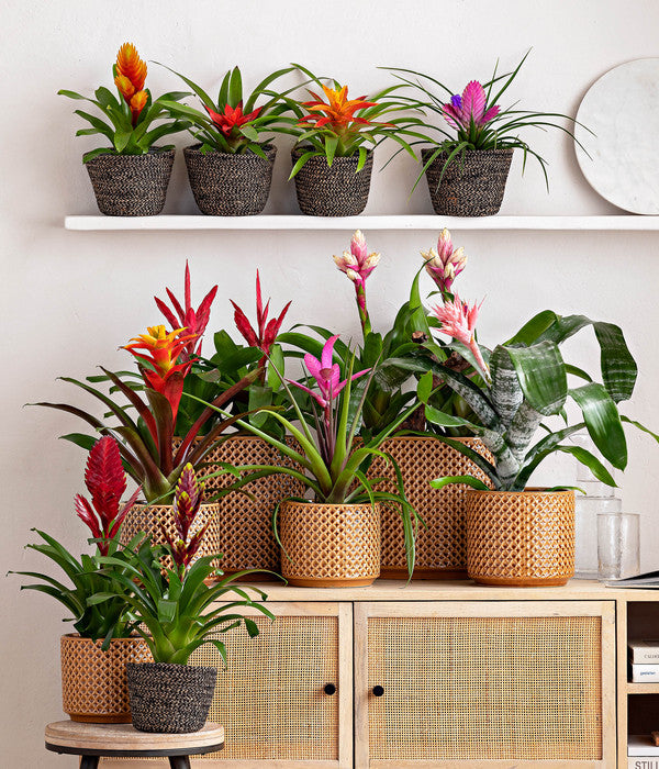  Guzmanie - Guzmania 'Candy'
