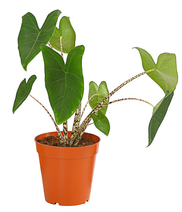 Pfeilblatt - Alocasia Zebrina
