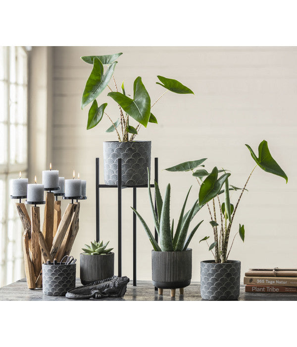  Pfeilblatt - Alocasia Zebrina