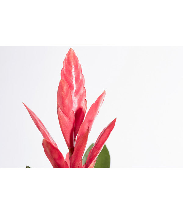 Vriesea - Bromelia Cultivars 'Intenso Pink'