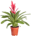  Vriesea - Bromelia Cultivars 'Intenso Pink'