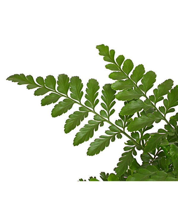  Streifenfarn - Asplenium Dimorphum 'Parvati'