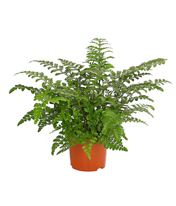  Streifenfarn - Asplenium Dimorphum 'Parvati'