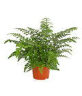  Streifenfarn - Asplenium Dimorphum 'Parvati'