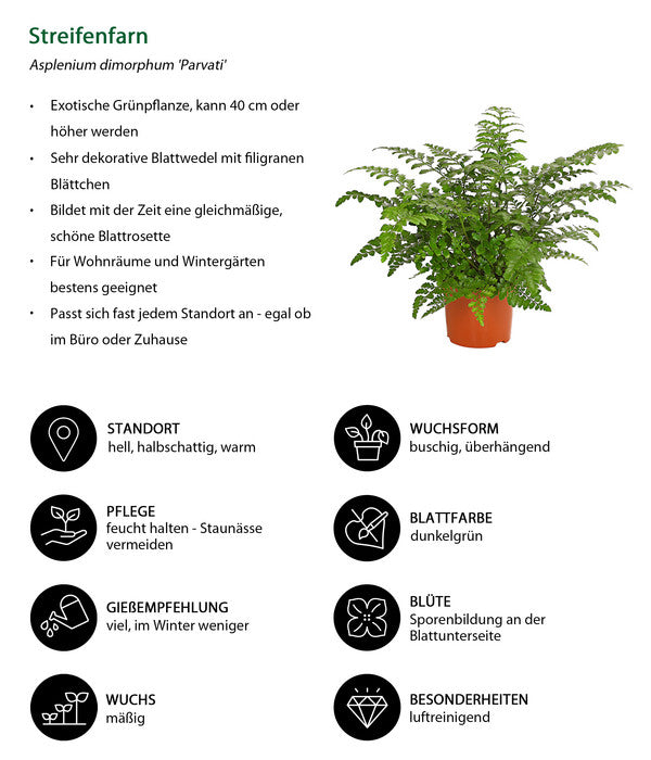  Streifenfarn - Asplenium Dimorphum 'Parvati'