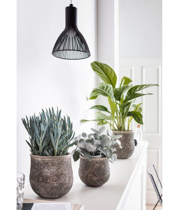  Kolbenfaden - Aglaonema Commutatum 'Silverbay'