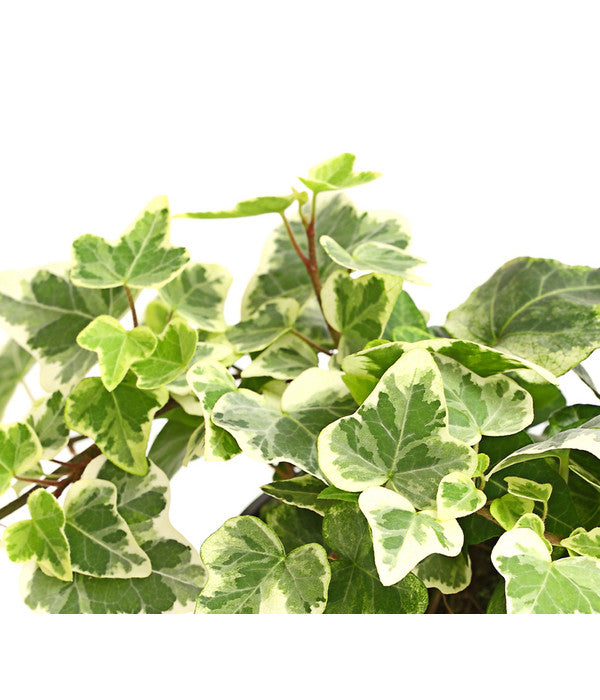  Efeu - Hedera Helix, Weiß/bunt