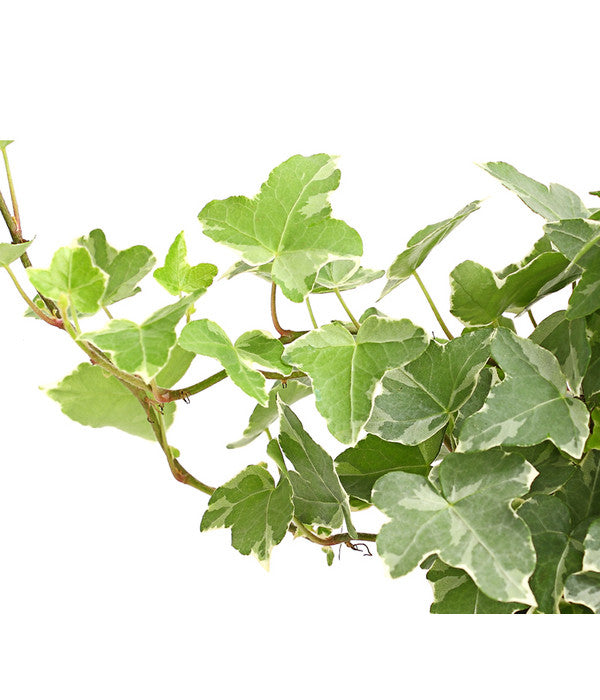  Efeu - Hedera Helix, Weiß/bunt
