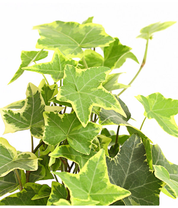  Efeu - Hedera Helix, Weiß/bunt