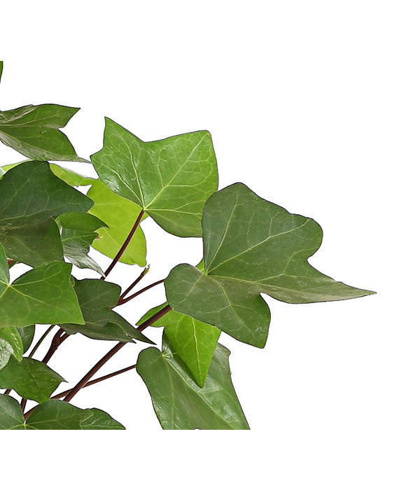  Efeu - Hedera Helix 'Mont Gommery'