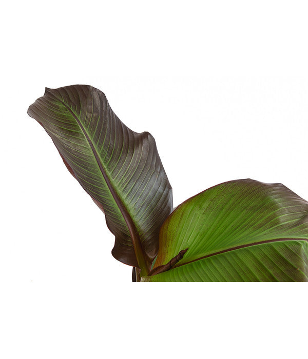  Rote Zierbanane 'Maurelii'