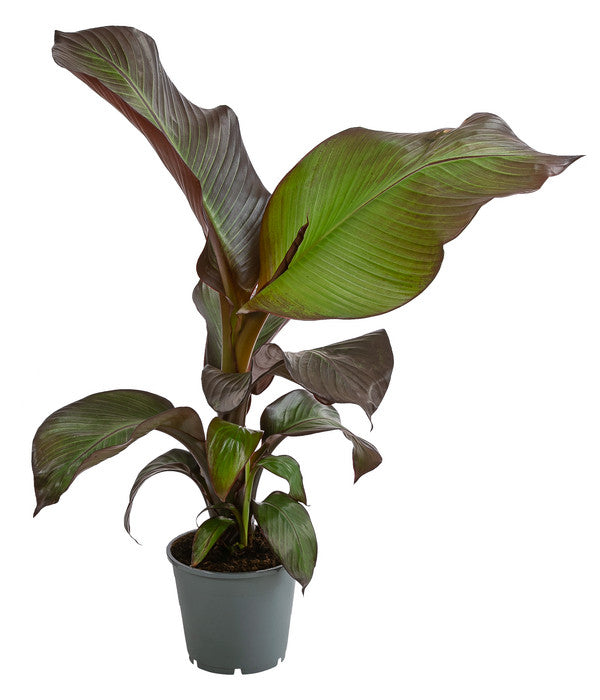  Rote Zierbanane 'Maurelii'