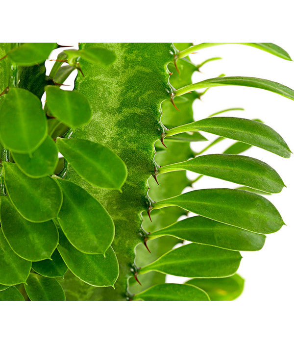  Dreirippige Wolfsmilch - Euphorbia Trigona