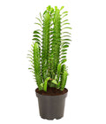  Dreirippige Wolfsmilch - Euphorbia Trigona