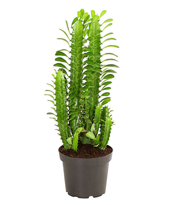  Dreirippige Wolfsmilch - Euphorbia Trigona
