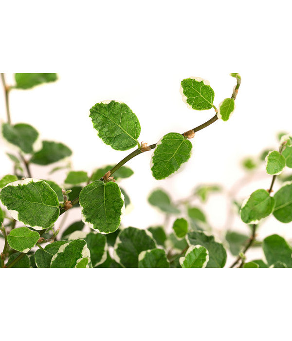  Kletterfeige - Ficus Pumila 'White Sunny'