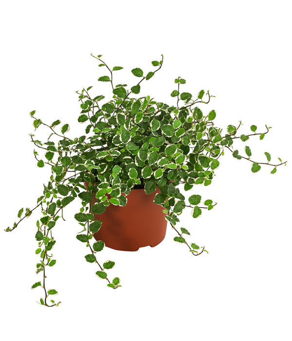  Kletterfeige - Ficus Pumila 'White Sunny'