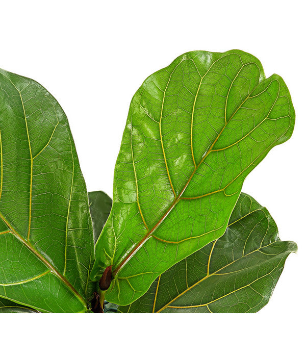  Geigenfeige - Ficus Lyrata