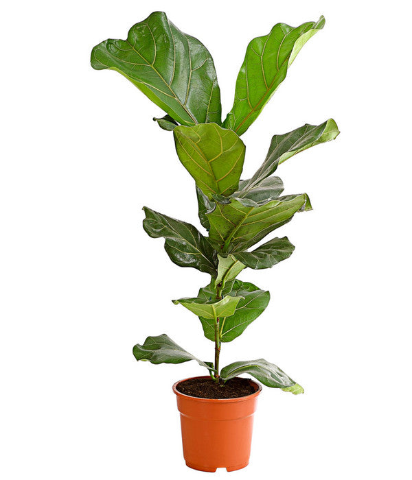  Geigenfeige - Ficus Lyrata