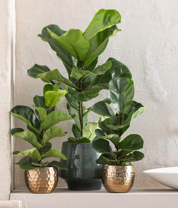  Geigenfeige - Ficus Lyrata