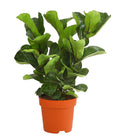  Geigenfeige - Ficus Lyrata 'Bambino', Dreitriebig