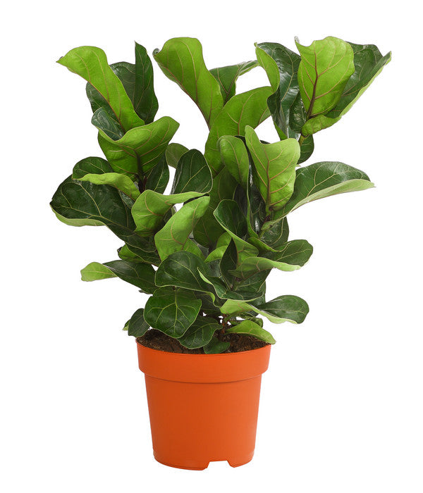  Geigenfeige - Ficus Lyrata 'Bambino', Dreitriebig