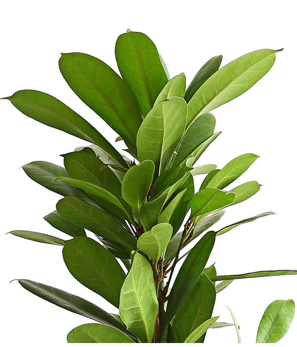  Birkenfeige - Ficus Cyathistipula